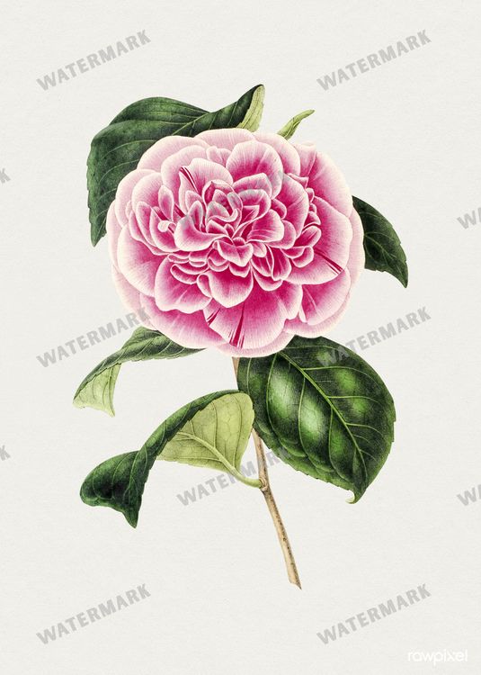 Botanical Vintage Prints
