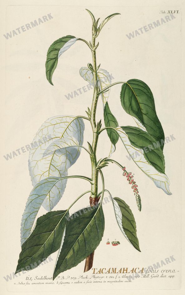 Botanical Vintage Prints