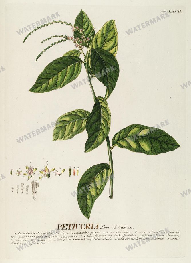 Botanical Vintage Prints