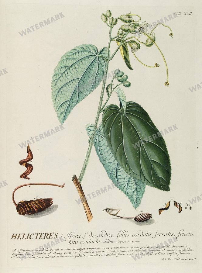 Botanical Vintage Prints