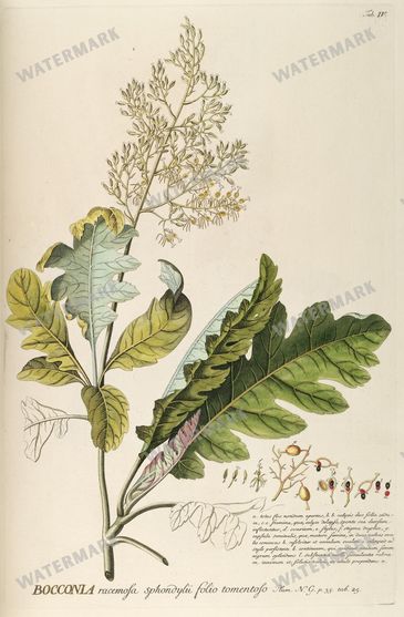 Botanical Vintage Prints