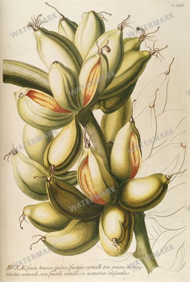 Botanical Vintage Prints