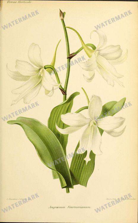 Botanical Vintage Prints