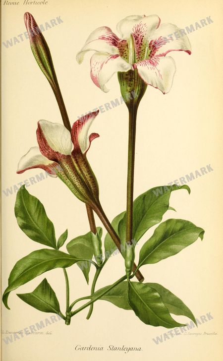Botanical Vintage Prints