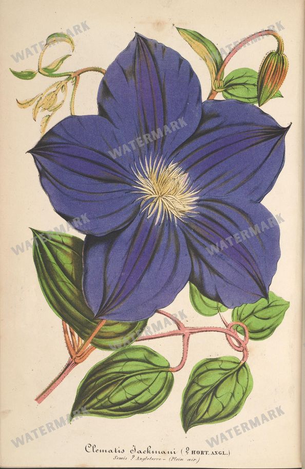 Botanical Vintage Prints