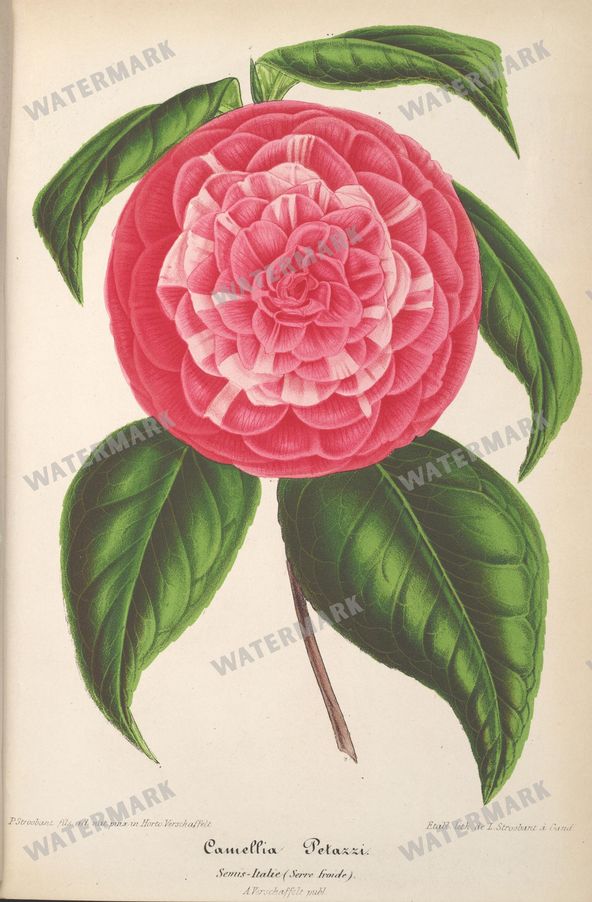 Botanical Vintage Prints