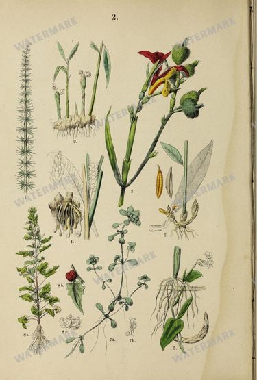 Botanical Vintage Prints