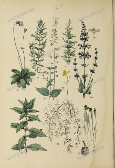 Botanical Vintage Prints