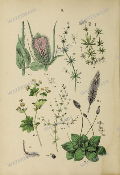 Botanical Vintage Prints