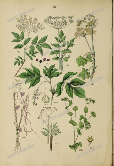Botanical Vintage Prints