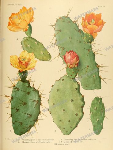 Cactus Vintage Prints