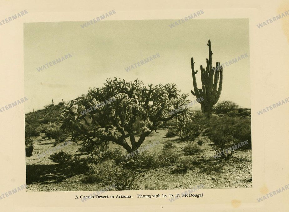 Cactus Vintage Prints