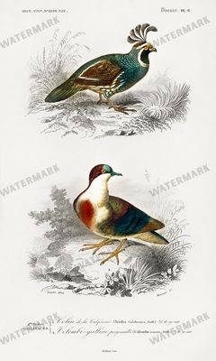 Dictionnaire Universel Dhistoire Naturelle Vintage Prints