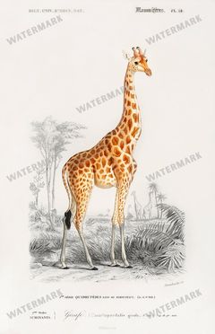 Dictionnaire Universel Dhistoire Naturelle Vintage Prints