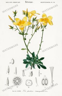 Dictionnaire Universel Dhistoire Naturelle Vintage Prints