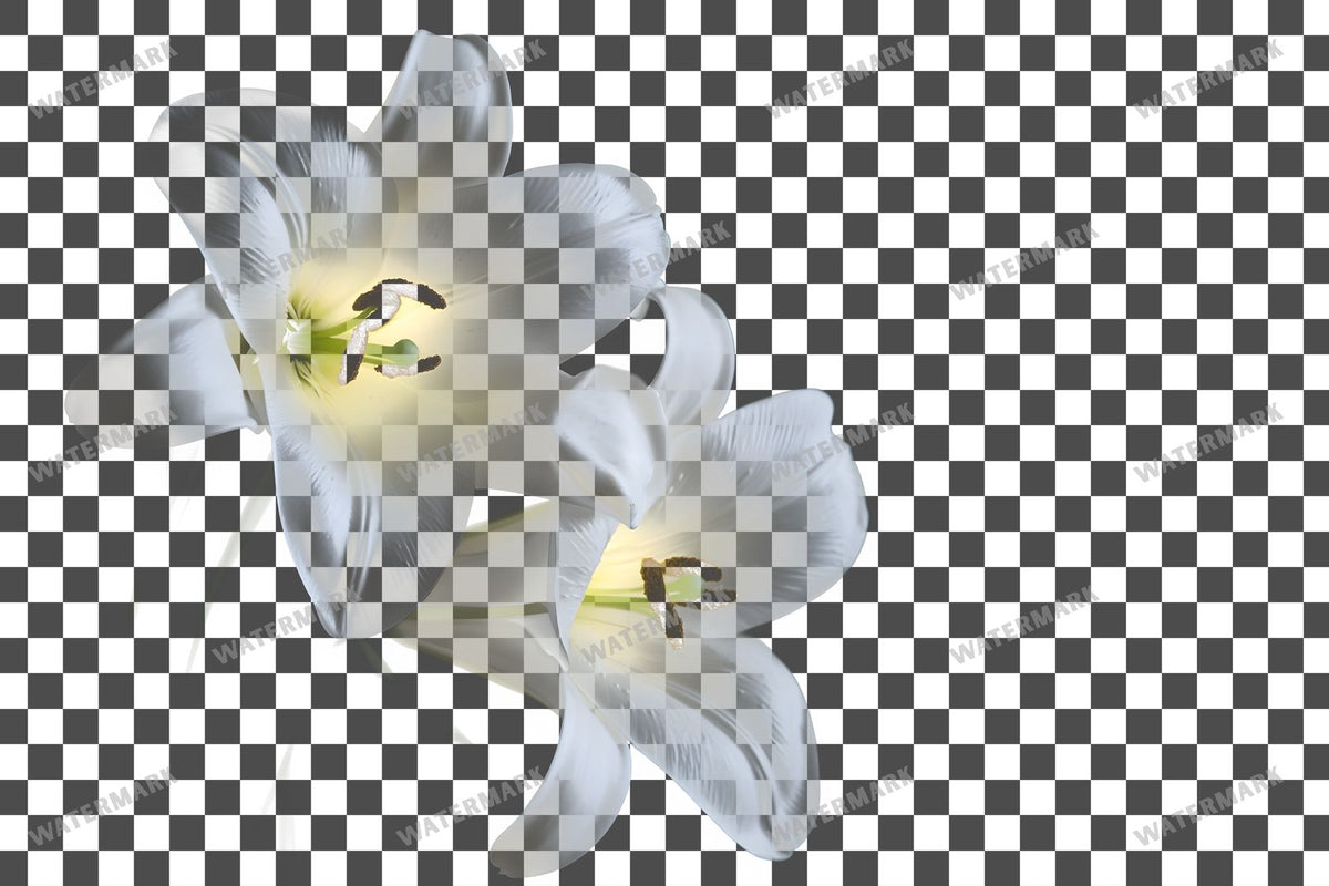 Easter Lilies Transparent Overlay Pngs