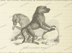 Fauna Vintage Prints