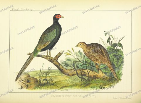 Fauna Vintage Prints