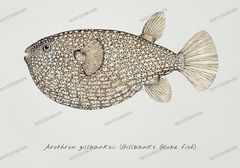 Fish Vintage Prints