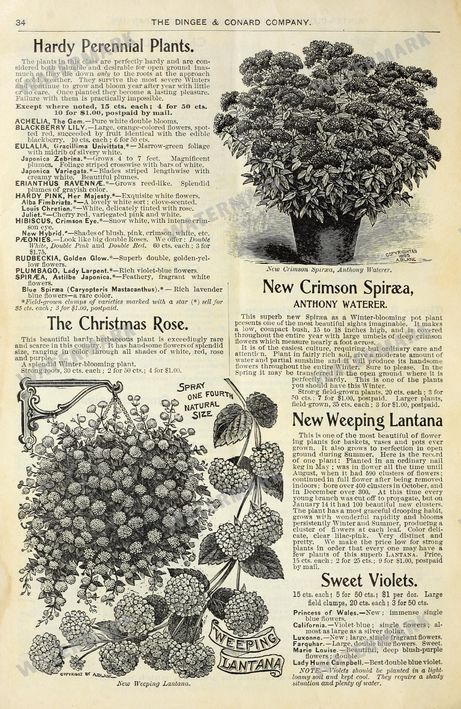Floral Vintage Prints