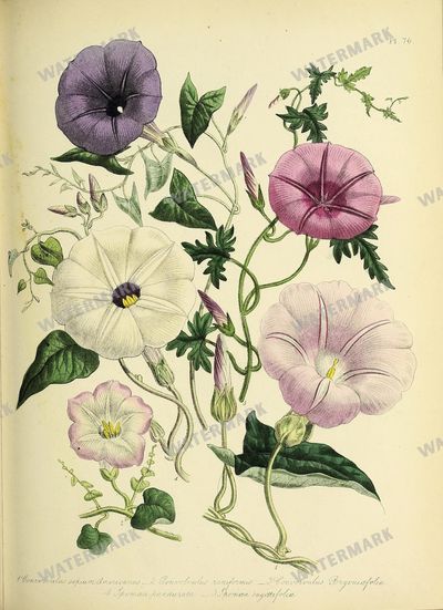 Floral Vintage Prints