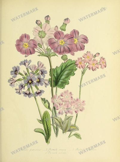 Floral Vintage Prints