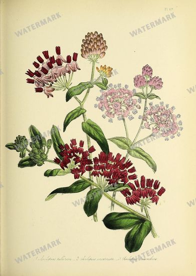 Floral Vintage Prints