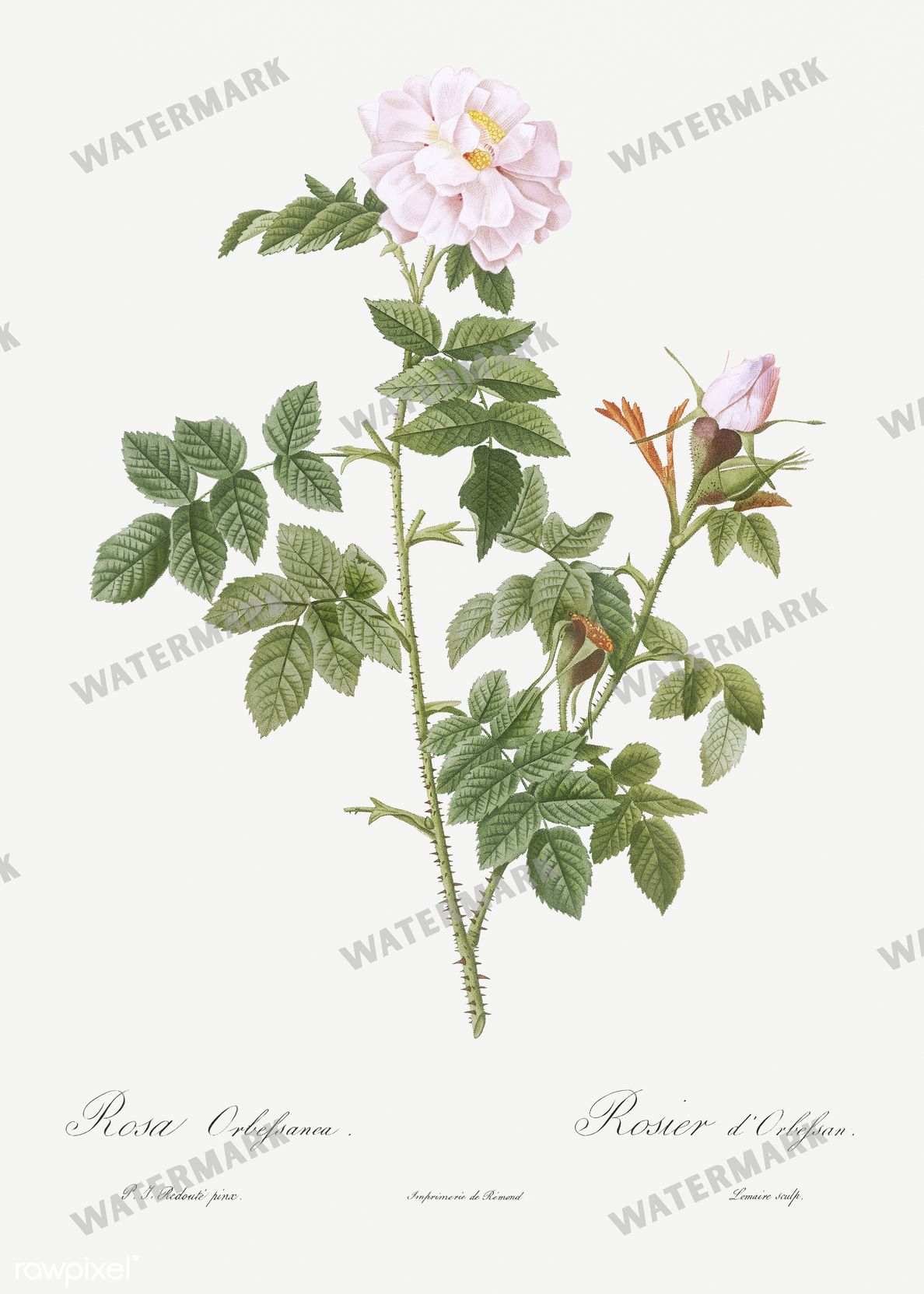 Floral vintage illustration, printable digital download, image 3