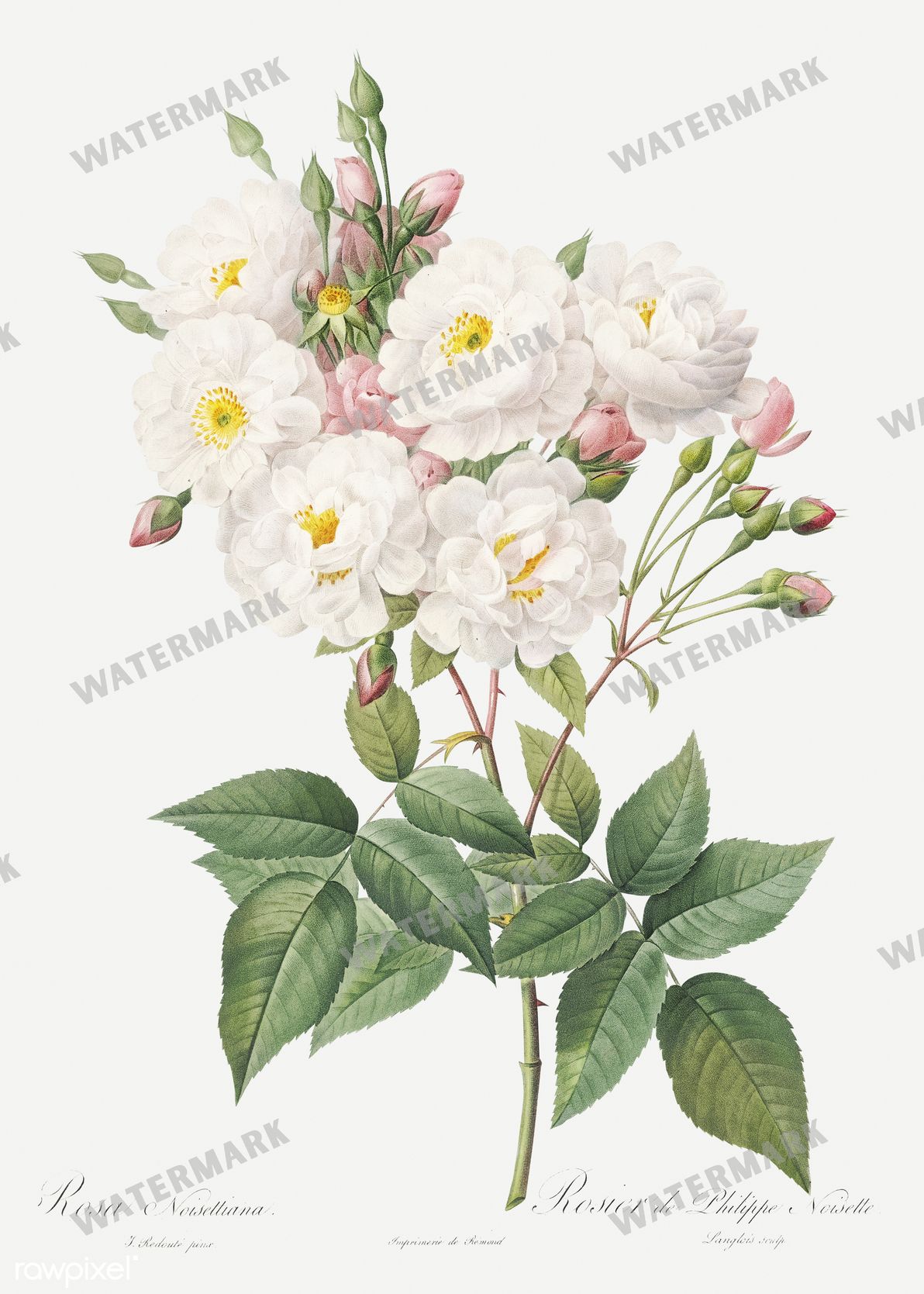 Floral Vintage Prints
