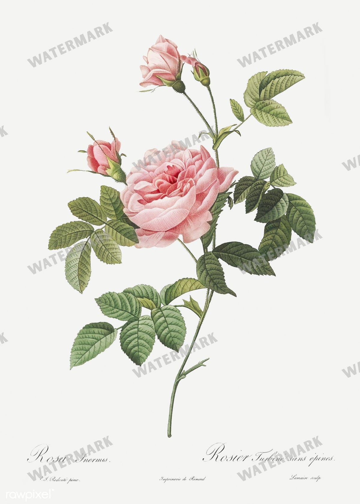 Floral Vintage Prints