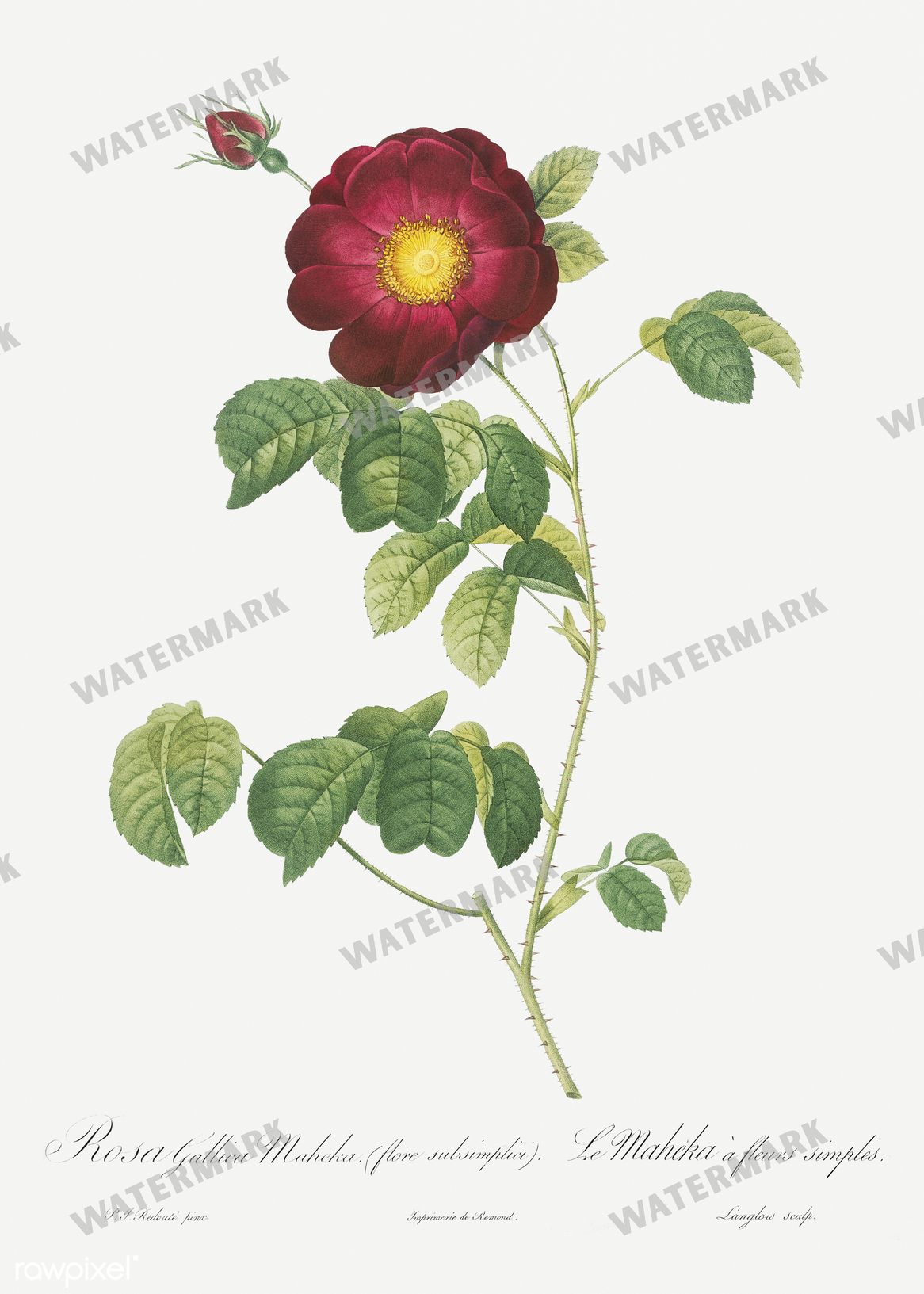 Floral vintage illustration, printable digital download, image 3