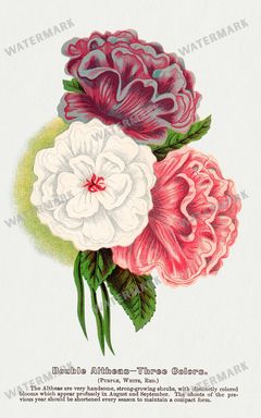 Folio Of Botanical Specimen Vintage Prints