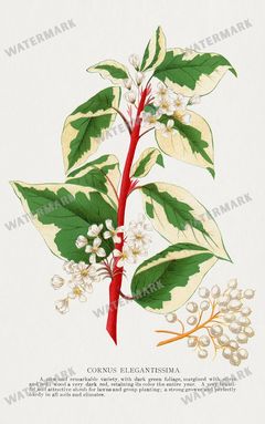 Folio Of Botanical Specimen Vintage Prints