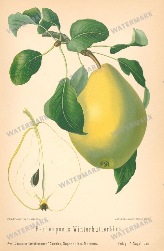 Fruit And Vegetables Vintage Prints