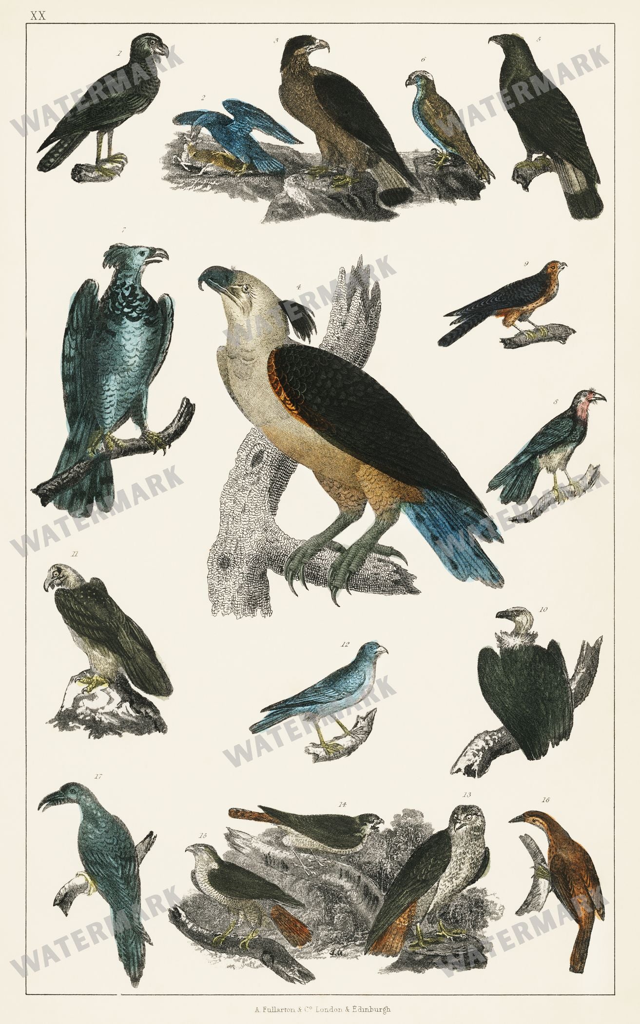 Lithographs Vintage Paintings