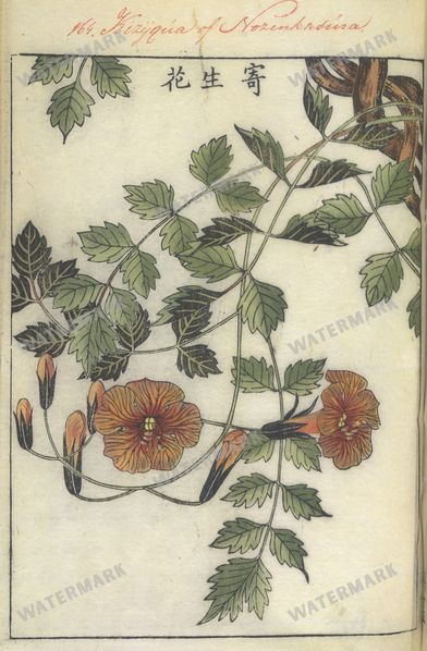 Mixed Ephemera Vintage Prints