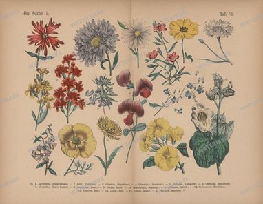 Vintage Botanical Vintage Prints