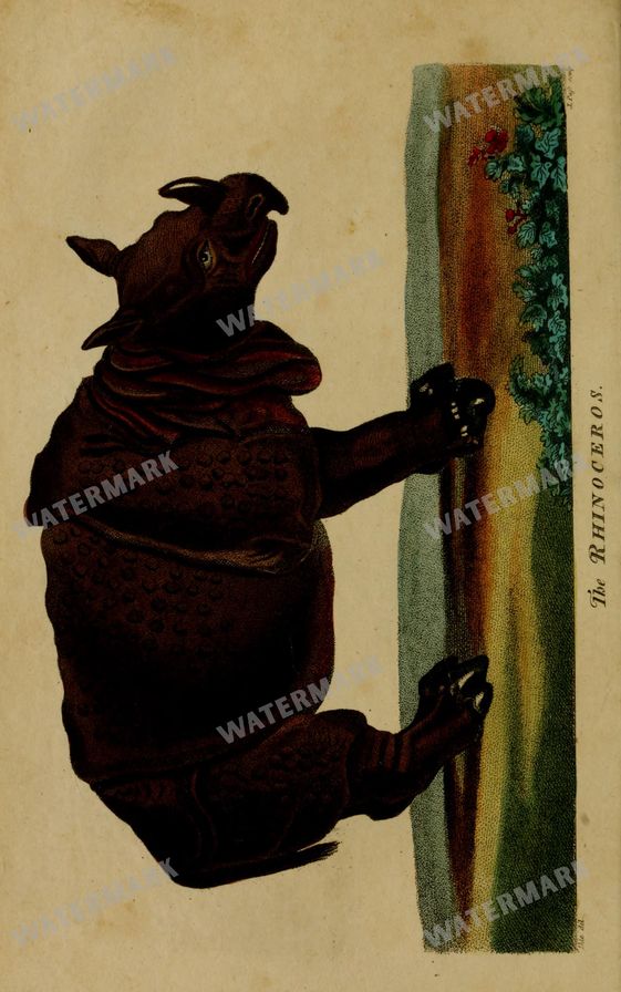 Wildlife Vintage Prints