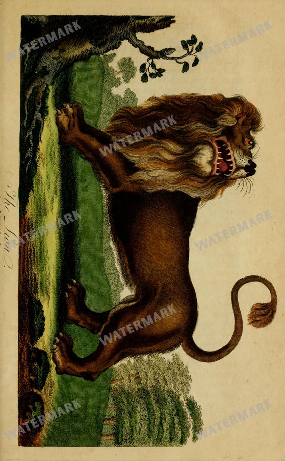 Wildlife Vintage Prints