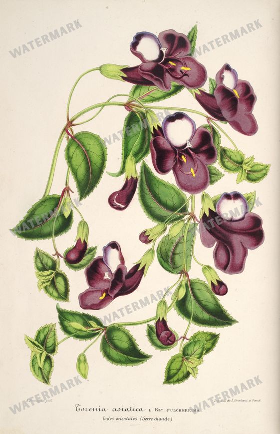 Floral Illustrations