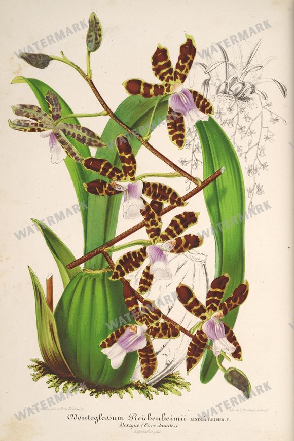 Floral Illustrations