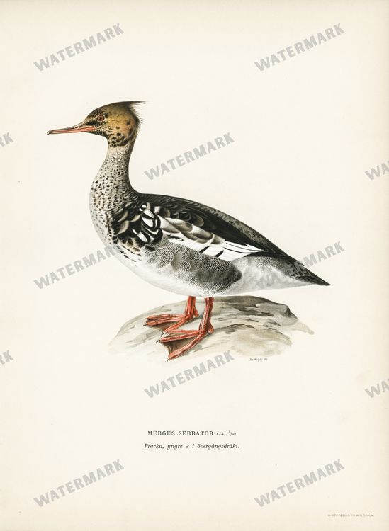Birds Vintage Prints