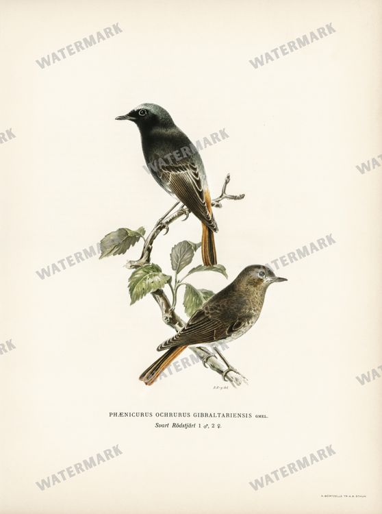 Birds Vintage Prints