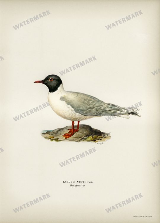 Birds Vintage Prints