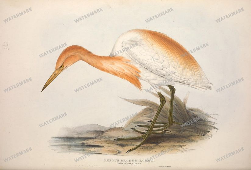 Birds Vintage Prints