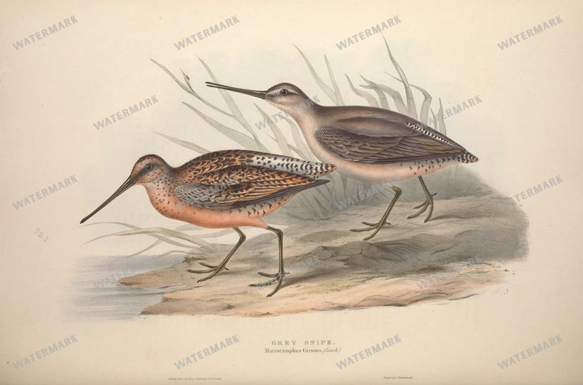 Birds Vintage Prints