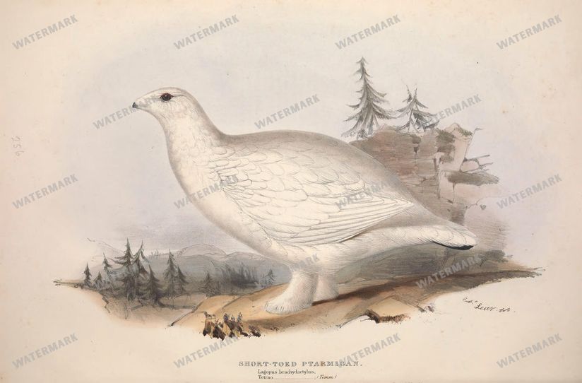 Birds Vintage Prints