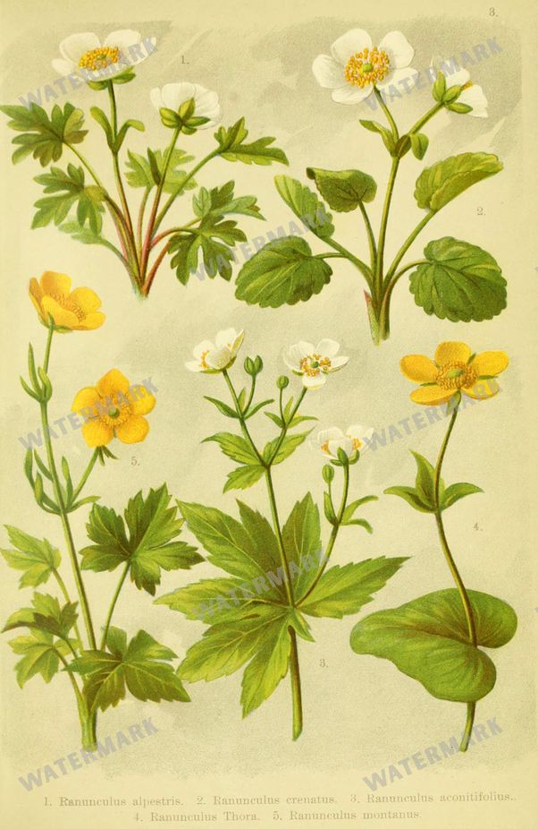 Botanical Alpen-Flora Vintage Prints