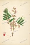 Botanical Plant Vintage Prints