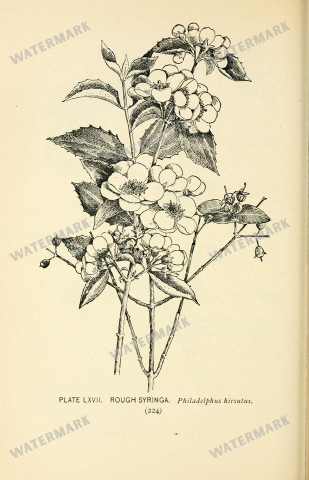 Botanical Sketches Vintage Prints